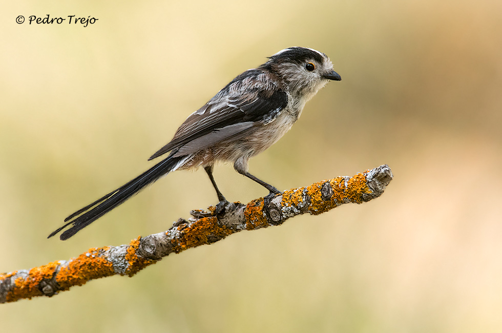 Mito (Aegithalos caudatus)